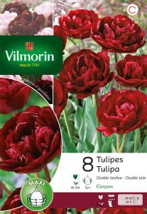 Tulipe Double Tardive Canyon